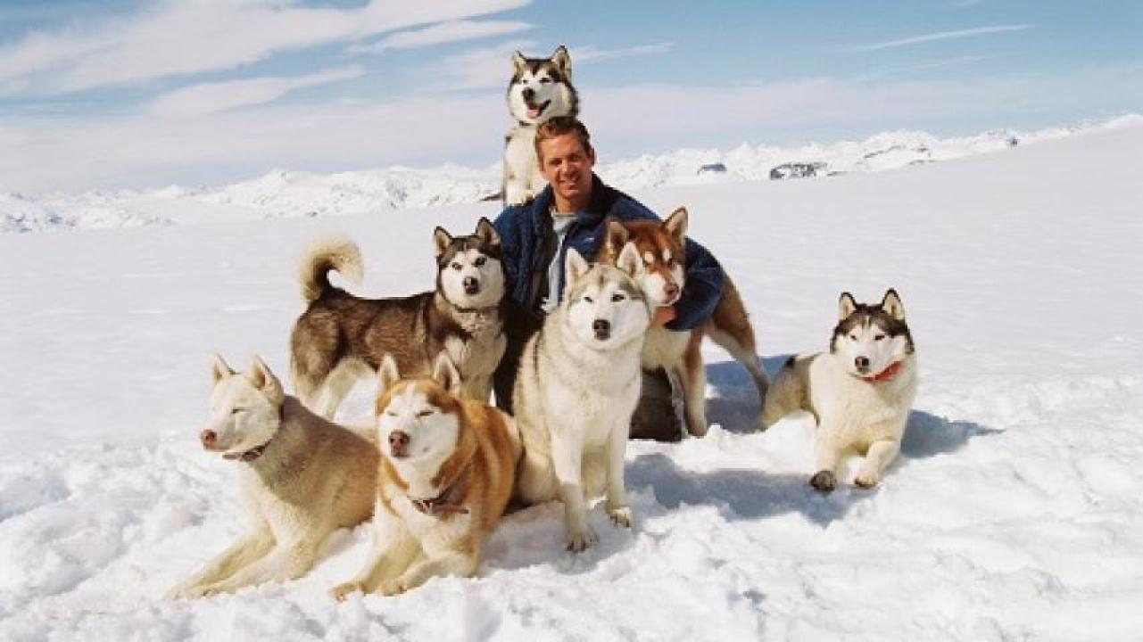 مشاهدة فيلم Eight Below 2006 مترجم 